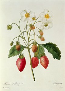 Fragaria (Aardbei), gegraveerd door Chapuis, uit 